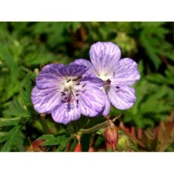 Eng-Storkenæb 'Mrs Kendall Clark' Geranium Pratense 'Mrs Kendall Clark' 1 Liter Potte -Plantetorvet Butik mi3289 geranium pratense mrs kendall clark f7ab