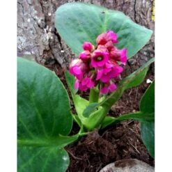 Kæmpestenbræk 'Rotblum' Bergenia Cordifolia 'Rotblum' 1 Liter Potte -Plantetorvet Butik mi328 bergenia cordifolia rotblum 9ad7