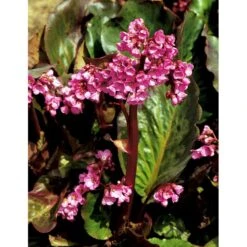 Kæmpestenbræk 'Rotblum' Bergenia Cordifolia 'Rotblum' 1 Liter Potte -Plantetorvet Butik mi328 bergenia cordifolia rotblum fc92