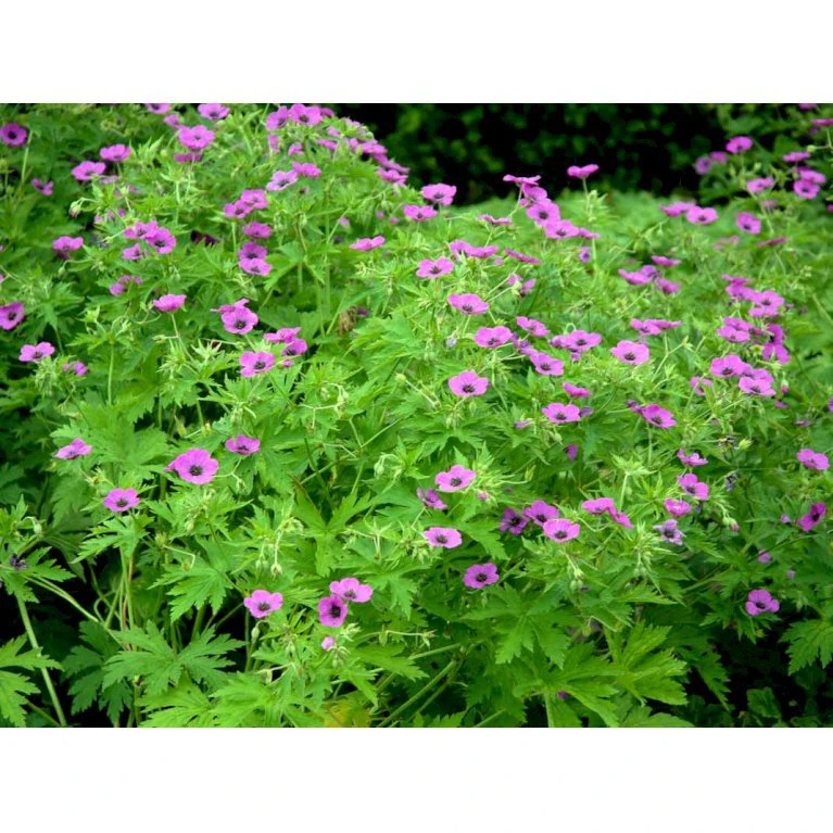 Armenisk Storkenæb Geranium Psilostemon 1 liter potte Armenisk Storkenæb Geranium Psilostemon 1 Liter Potte -Plantetorvet Butik mi3291 geranium psilostemon 12e3
