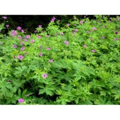 Armenisk Storkenæb Geranium Psilostemon 1 Liter Potte 4 Armenisk Storkenæb Geranium Psilostemon 1 Liter Potte -Plantetorvet Butik mi3291 geranium psilostemon 2873