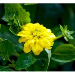 Solhat 'Goldquelle' Rudbeckia Laciniata 'Goldquelle' 1 Liter Potte -Plantetorvet Butik mi3306 rudbeckia laciniata goldquelle 04cd