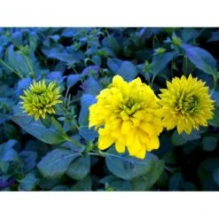 Solhat 'Goldquelle' Rudbeckia Laciniata 'Goldquelle' 1 Liter Potte -Plantetorvet Butik mi3306 rudbeckia laciniata goldquelle 3229