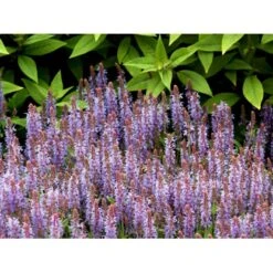 Staude-Salvie 'Blauhügel' Salvia Nemorosa 'Blauhügel' 1 Liter Potte 8 Staude-Salvie 'Blauhügel' Salvia Nemorosa 'Blauhügel' 1 Liter Potte -Plantetorvet Butik mi3307 salvia nemorosa blauhuegel a6e5