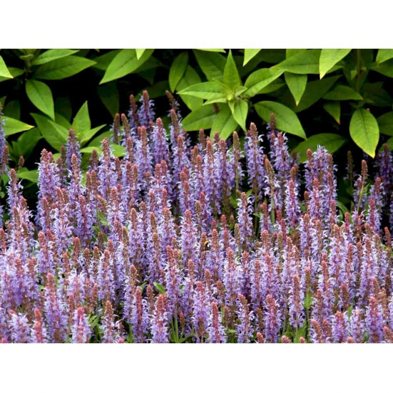 Staude-Salvie 'Blauhügel' Salvia Nemorosa 'Blauhügel' 1 liter potte Staude-Salvie 'Blauhügel' Salvia Nemorosa 'Blauhügel' 1 Liter Potte -Plantetorvet Butik mi3307 salvia nemorosa blauhuegel a6e5