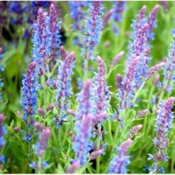 Staude-Salvie 'Blauhügel' Salvia Nemorosa 'Blauhügel' 1 Liter Potte 5 Staude-Salvie 'Blauhügel' Salvia Nemorosa 'Blauhügel' 1 Liter Potte -Plantetorvet Butik mi3307 salvia nemorosa blauhuegel a8d3