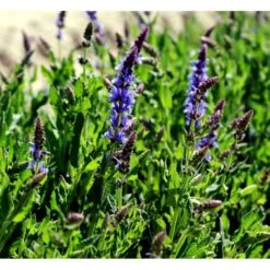 Staude-Salvie 'Blauhügel' Salvia Nemorosa 'Blauhügel' 1 Liter Potte 6 Staude-Salvie 'Blauhügel' Salvia Nemorosa 'Blauhügel' 1 Liter Potte -Plantetorvet Butik mi3307 salvia nemorosa blauhuegel b2d3