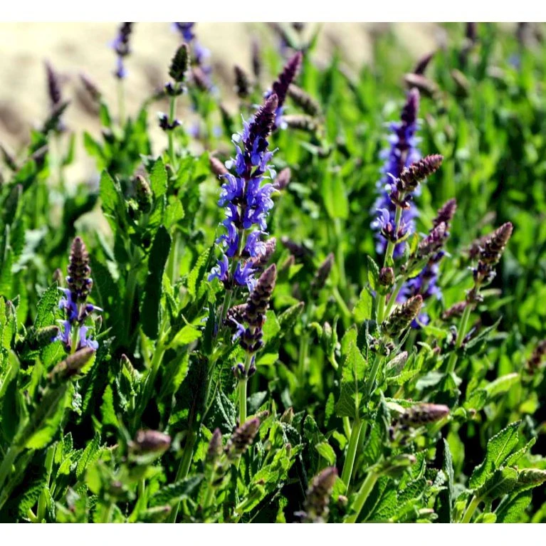 Staude-Salvie 'Blauhügel' Salvia Nemorosa 'Blauhügel' 1 liter potte Staude-Salvie 'Blauhügel' Salvia Nemorosa 'Blauhügel' 1 Liter Potte -Plantetorvet Butik mi3307 salvia nemorosa blauhuegel b2d3