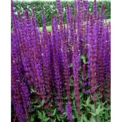 Staude-Salvie 'Caradonna' Salvia Nemorosa 'Caradonna' 1 Liter Potte 7 Staude-Salvie 'Caradonna' Salvia Nemorosa 'Caradonna' 1 Liter Potte -Plantetorvet Butik mi3308 salvia nemorosa carodonna 0bb0