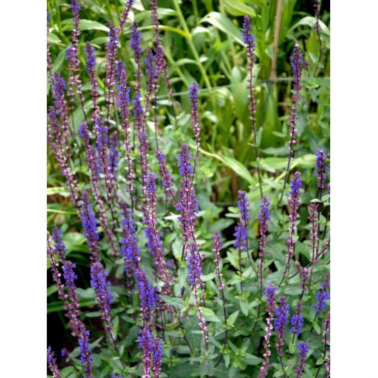 Staude-Salvie 'Caradonna' Salvia Nemorosa 'Caradonna' 1 liter potte Staude-Salvie 'Caradonna' Salvia Nemorosa 'Caradonna' 1 Liter Potte -Plantetorvet Butik mi3308 salvia nemorosa carodonna 3f66