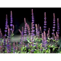 Staude-Salvie 'Caradonna' Salvia Nemorosa 'Caradonna' 1 Liter Potte 5 Staude-Salvie 'Caradonna' Salvia Nemorosa 'Caradonna' 1 Liter Potte -Plantetorvet Butik mi3308 salvia nemorosa carodonna bfe8