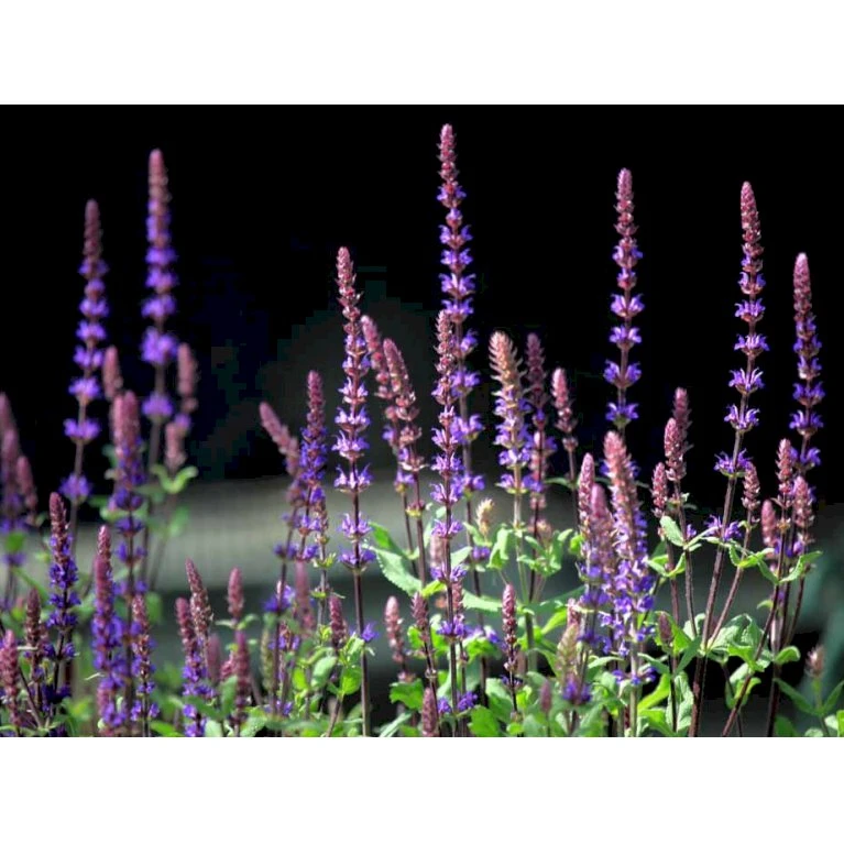 Staude-Salvie 'Caradonna' Salvia Nemorosa 'Caradonna' 1 liter potte Staude-Salvie 'Caradonna' Salvia Nemorosa 'Caradonna' 1 Liter Potte -Plantetorvet Butik mi3308 salvia nemorosa carodonna bfe8