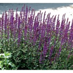 Staude-Salvie 'Caradonna' Salvia Nemorosa 'Caradonna' 1 Liter Potte 8 Staude-Salvie 'Caradonna' Salvia Nemorosa 'Caradonna' 1 Liter Potte -Plantetorvet Butik mi3308 salvia nemorosa carodonna e8ec