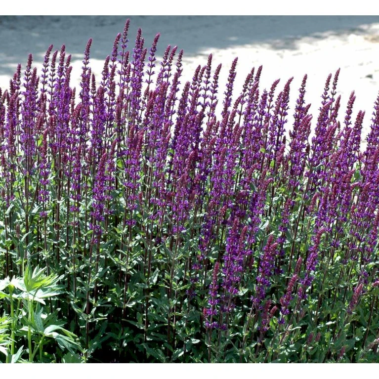 Staude-Salvie 'Caradonna' Salvia Nemorosa 'Caradonna' 1 liter potte Staude-Salvie 'Caradonna' Salvia Nemorosa 'Caradonna' 1 Liter Potte -Plantetorvet Butik mi3308 salvia nemorosa carodonna e8ec