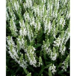 Staude-Salvie 'Schneehügel' Salvia Nemorosa 'Schneehügel' 1 Liter Potte 5 Staude-Salvie 'Schneehügel' Salvia Nemorosa 'Schneehügel' 1 Liter Potte -Plantetorvet Butik mi3309 salvia nemorosa schneehuegel 2309