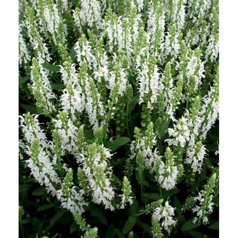 Staude-Salvie 'Schneehügel' Salvia Nemorosa 'Schneehügel' 1 liter potte Staude-Salvie 'Schneehügel' Salvia Nemorosa 'Schneehügel' 1 Liter Potte -Plantetorvet Butik mi3309 salvia nemorosa schneehuegel 2309