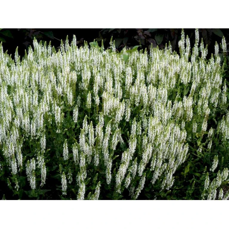 Staude-Salvie 'Schneehügel' Salvia Nemorosa 'Schneehügel' 1 liter potte Staude-Salvie 'Schneehügel' Salvia Nemorosa 'Schneehügel' 1 Liter Potte -Plantetorvet Butik mi3309 salvia nemorosa schneehuegel 6e05