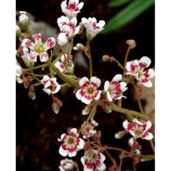 Bjergfrue 'Southside Seedling' Saxifraga Cotyledon 'Southside Seedling' 10 Cm. Potte -Plantetorvet Butik mi3319 saxifraga cotyledon southside seedling 5c8b