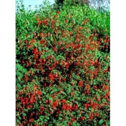 Havefuchia 'Riccartonii' Fuchsia Magellanica 'Riccartonii' 5 Liter Potte 5 Havefuchia 'Riccartonii' Fuchsia Magellanica 'Riccartonii' 5 Liter Potte -Plantetorvet Butik mi3378 fuchsia riccartonii d4b9