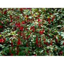 Havefuchia 'Riccartonii' Fuchsia Magellanica 'Riccartonii' 5 Liter Potte 4 Havefuchia 'Riccartonii' Fuchsia Magellanica 'Riccartonii' 5 Liter Potte -Plantetorvet Butik mi3378 fuchsia riccartonii dbc0