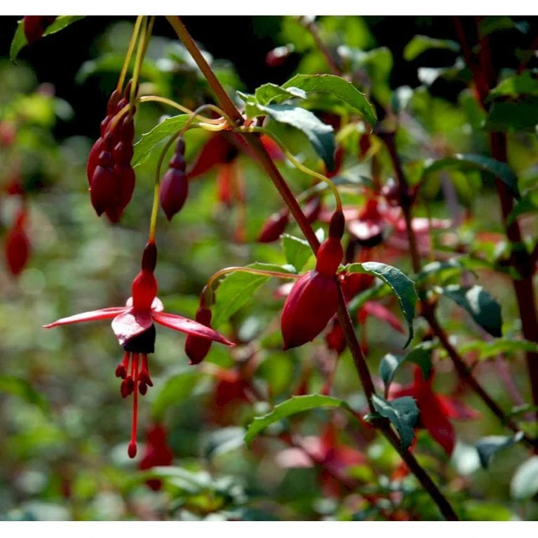Havefuchia 'Riccartonii' Fuchsia Magellanica 'Riccartonii' 5 Liter potte Havefuchia 'Riccartonii' Fuchsia Magellanica 'Riccartonii' 5 Liter Potte -Plantetorvet Butik mi3378 fuchsia riccartonii e36e