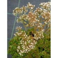 Hvid Stenurt 'Coral Carpet' Sedum Album 'Coral Carpet' 10 Cm. Potte -Plantetorvet Butik mi3658 sedum album coral carpet 3396