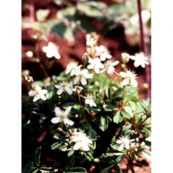 Potentilla 'Nuuk' Potentilla Tridentata 'Nuuk' 10 Cm. Potte 8 Potentilla 'Nuuk' Potentilla Tridentata 'Nuuk' 10 Cm. Potte -Plantetorvet Butik mi3690 potentilla tridentata nuuk 12b3