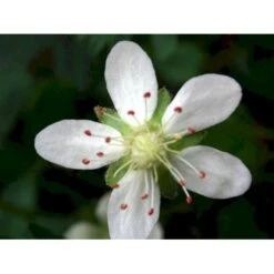 Potentilla 'Nuuk' Potentilla Tridentata 'Nuuk' 10 Cm. Potte 4 Potentilla 'Nuuk' Potentilla Tridentata 'Nuuk' 10 Cm. Potte -Plantetorvet Butik mi3690 potentilla tridentata nuuk 18a8