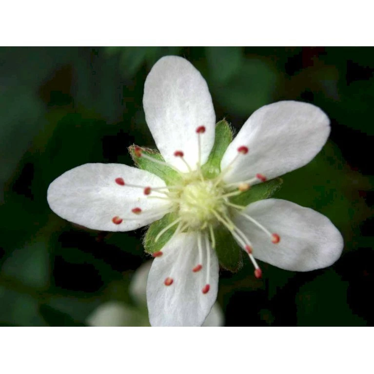 Potentilla 'Nuuk' Potentilla Tridentata 'Nuuk' 10 cm. potte Potentilla 'Nuuk' Potentilla Tridentata 'Nuuk' 10 Cm. Potte -Plantetorvet Butik mi3690 potentilla tridentata nuuk 18a8
