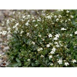 Potentilla 'Nuuk' Potentilla Tridentata 'Nuuk' 10 Cm. Potte 6 Potentilla 'Nuuk' Potentilla Tridentata 'Nuuk' 10 Cm. Potte -Plantetorvet Butik mi3690 potentilla tridentata nuuk 4853