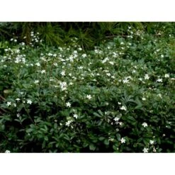 Potentilla 'Nuuk' Potentilla Tridentata 'Nuuk' 10 Cm. Potte 7 Potentilla 'Nuuk' Potentilla Tridentata 'Nuuk' 10 Cm. Potte -Plantetorvet Butik mi3690 potentilla tridentata nuuk eb54