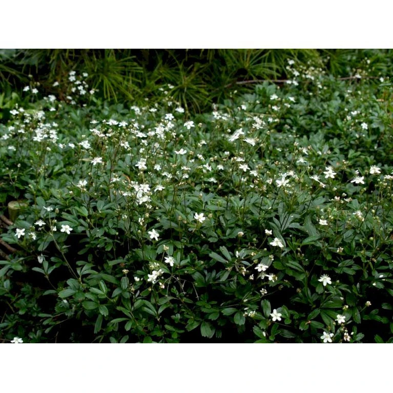 Potentilla 'Nuuk' Potentilla Tridentata 'Nuuk' 10 cm. potte Potentilla 'Nuuk' Potentilla Tridentata 'Nuuk' 10 Cm. Potte -Plantetorvet Butik mi3690 potentilla tridentata nuuk eb54