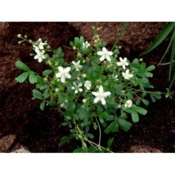 Potentilla 'Nuuk' Potentilla Tridentata 'Nuuk' 10 Cm. Potte 5 Potentilla 'Nuuk' Potentilla Tridentata 'Nuuk' 10 Cm. Potte -Plantetorvet Butik mi3690 potentilla tridentata nuuk efed