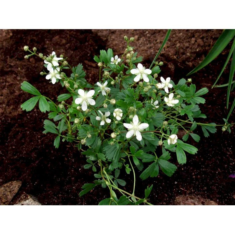 Potentilla 'Nuuk' Potentilla Tridentata 'Nuuk' 10 cm. potte Potentilla 'Nuuk' Potentilla Tridentata 'Nuuk' 10 Cm. Potte -Plantetorvet Butik mi3690 potentilla tridentata nuuk efed
