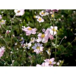 Høstanemone 'Königin Charlotte' Anemone Japonica 'Königin Charlotte' 1 Liter Potte -Plantetorvet Butik mi3694 anemone x hybrida koenigin charlotte 6e1b