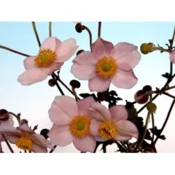 Høstanemone 'Königin Charlotte' Anemone Japonica 'Königin Charlotte' 1 Liter Potte -Plantetorvet Butik mi3694 anemone x hybrida koenigin charlotte 7d3a