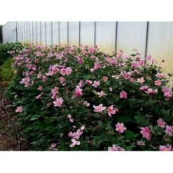 Høstanemone 'Königin Charlotte' Anemone Japonica 'Königin Charlotte' 1 Liter Potte -Plantetorvet Butik mi3694 anemone x hybrida koenigin charlotte 86c9