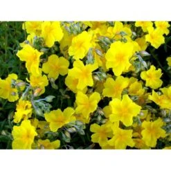 Soløje 'Golden Queen' Helianthemum Hybrid 'Golden Queen' 10 Cm. Potte