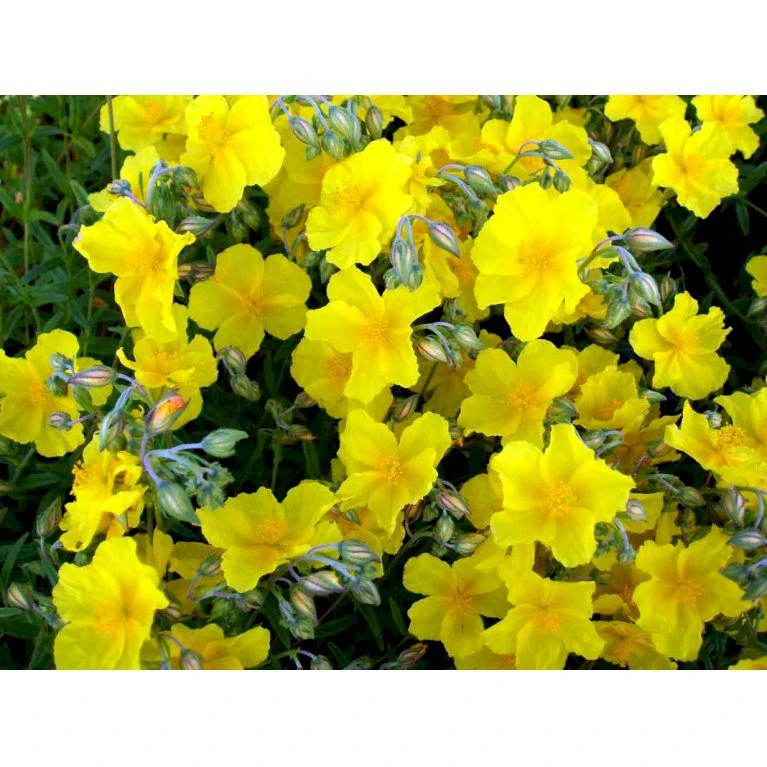 Soløje 'Golden Queen' Helianthemum Hybrid 'Golden Queen' 10 Cm. Potte