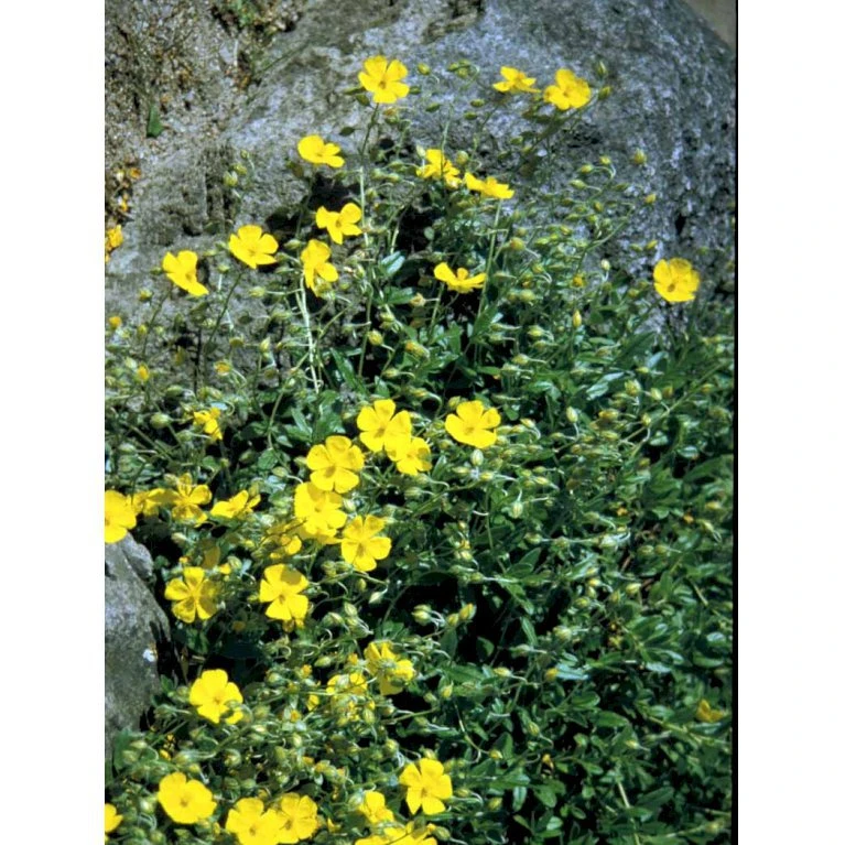 Soløje 'Golden Queen' Helianthemum Hybrid 'Golden Queen' 10 cm. potte Soløje 'Golden Queen' Helianthemum Hybrid 'Golden Queen' 10 Cm. Potte -Plantetorvet Butik mi3698 helianthemum golden queen cf5b