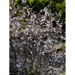 Fuji-kirsebær 'Kojou-no-mai' Prunus Incisa 'Kojou-no-mai' Opstammet 90 Cm. 7,5 Liter Potte -Plantetorvet Butik mi3753 prunus incisa kojou no mai adfa