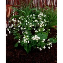 Kærmindesøster 'Betty Bowring' Brunnera Macrophylla 'Betty Bowring' 1 Liter Potte -Plantetorvet Butik mi375 brunnera macrophylla betty bowring 0d8f