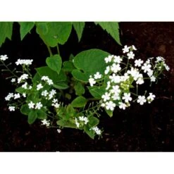 Kærmindesøster 'Betty Bowring' Brunnera Macrophylla 'Betty Bowring' 1 Liter Potte -Plantetorvet Butik mi375 brunnera macrophylla betty bowring 1b51