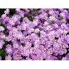 Asters 'Jungfrau' Aster Frikartii 'Jungfrau' 1 Liter Potte 1 Asters 'Jungfrau' Aster Frikartii 'Jungfrau' 1 Liter Potte -Plantetorvet Butik mi3782 aster frikartii jungfrau 9b5e