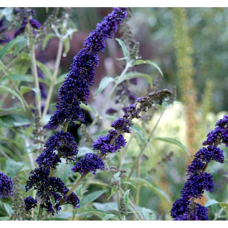 Sommerfuglebusk 'Black Knight' Buddleja Davidii 'Black Knight' Potte 6,5 liter 50-60 cm. Sommerfuglebusk 'Black Knight' Buddleja Davidii 'Black Knight' Potte 6,5 Liter 50-60 Cm. -Plantetorvet Butik mi379 buddleia davidii black knight 1078