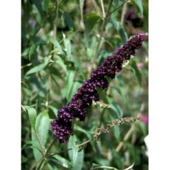 Sommerfuglebusk 'Black Knight' Buddleja Davidii 'Black Knight' Potte 6,5 Liter 50-60 Cm. 7 Sommerfuglebusk 'Black Knight' Buddleja Davidii 'Black Knight' Potte 6,5 Liter 50-60 Cm. -Plantetorvet Butik mi379 buddleia davidii black knight 3fe2