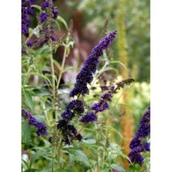 Sommerfuglebusk 'Black Knight' Buddleja Davidii 'Black Knight' Potte 6,5 Liter 50-60 Cm. 6 Sommerfuglebusk 'Black Knight' Buddleja Davidii 'Black Knight' Potte 6,5 Liter 50-60 Cm. -Plantetorvet Butik mi379 buddleia davidii black knight 52ee