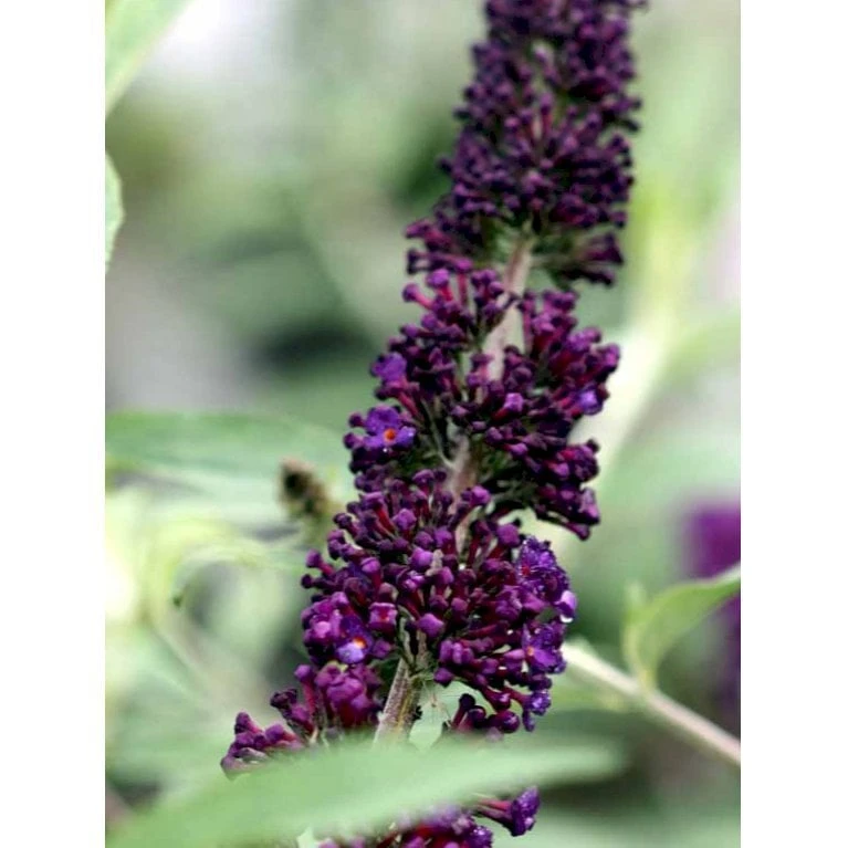 Sommerfuglebusk 'Black Knight' Buddleja Davidii 'Black Knight' Potte 6,5 liter 50-60 cm. Sommerfuglebusk 'Black Knight' Buddleja Davidii 'Black Knight' Potte 6,5 Liter 50-60 Cm. -Plantetorvet Butik mi379 buddleia davidii black knight 5775