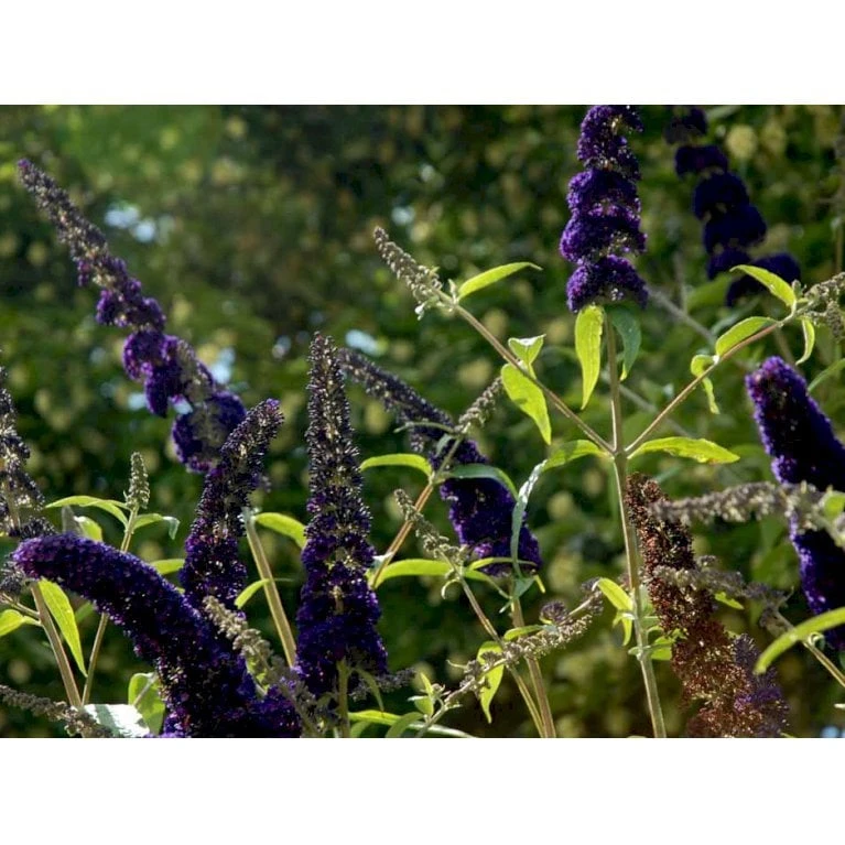 Sommerfuglebusk 'Black Knight' Buddleja Davidii 'Black Knight' Potte 6,5 liter 50-60 cm. Sommerfuglebusk 'Black Knight' Buddleja Davidii 'Black Knight' Potte 6,5 Liter 50-60 Cm. -Plantetorvet Butik mi379 buddleia davidii black knight ee09