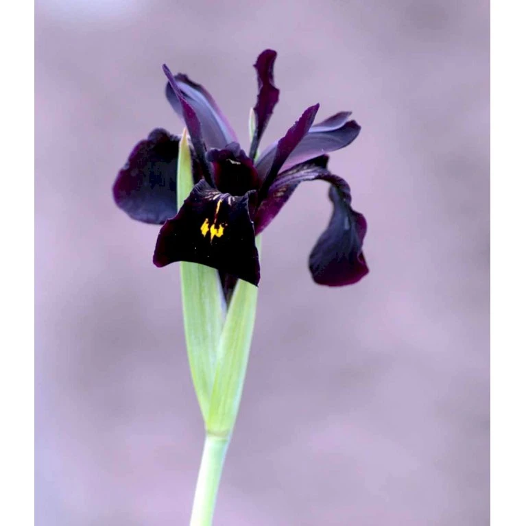 Smalbladet Iris Iris Chrysographes 'Black Form' 1 liter potte Smalbladet Iris Iris Chrysographes 'Black Form' 1 Liter Potte -Plantetorvet Butik mi3814 iris chrysographes black form a257
